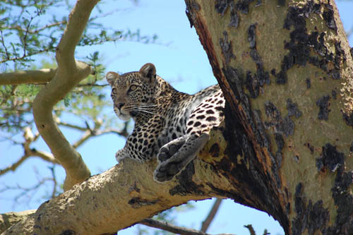 5 Days Tanzania camping safari