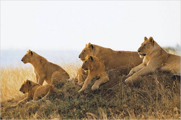 8 Days serengeti wildebeests migration