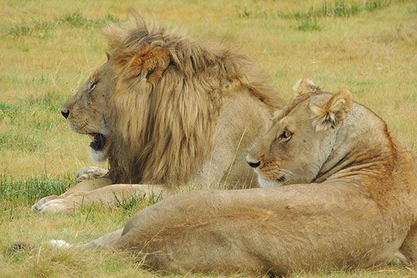 3 Days safari ngorongoro tarangire